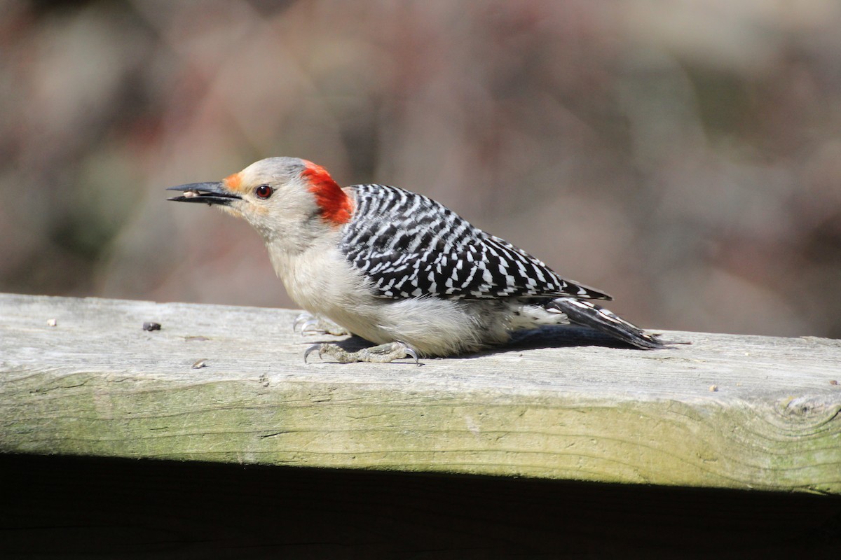 Red-bellied Woodpecker - ML618496312