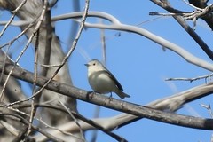 Lucy's Warbler - ML618496318