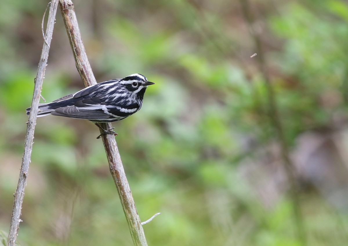 Black-and-white Warbler - ML618496321