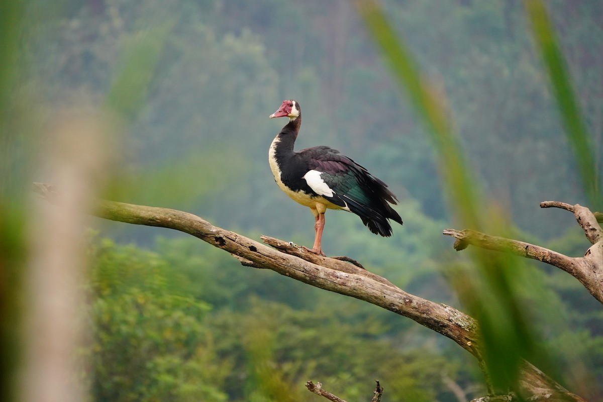 Spur-winged Goose - ML618496333