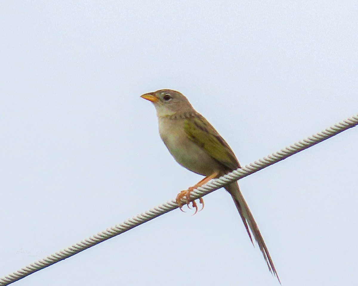 Wedge-tailed Grass-Finch - ML618496356
