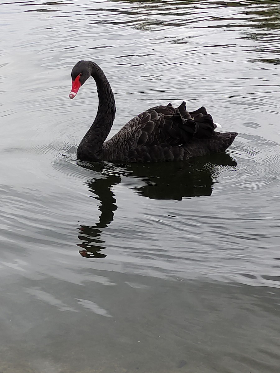 Black Swan - ML618496361