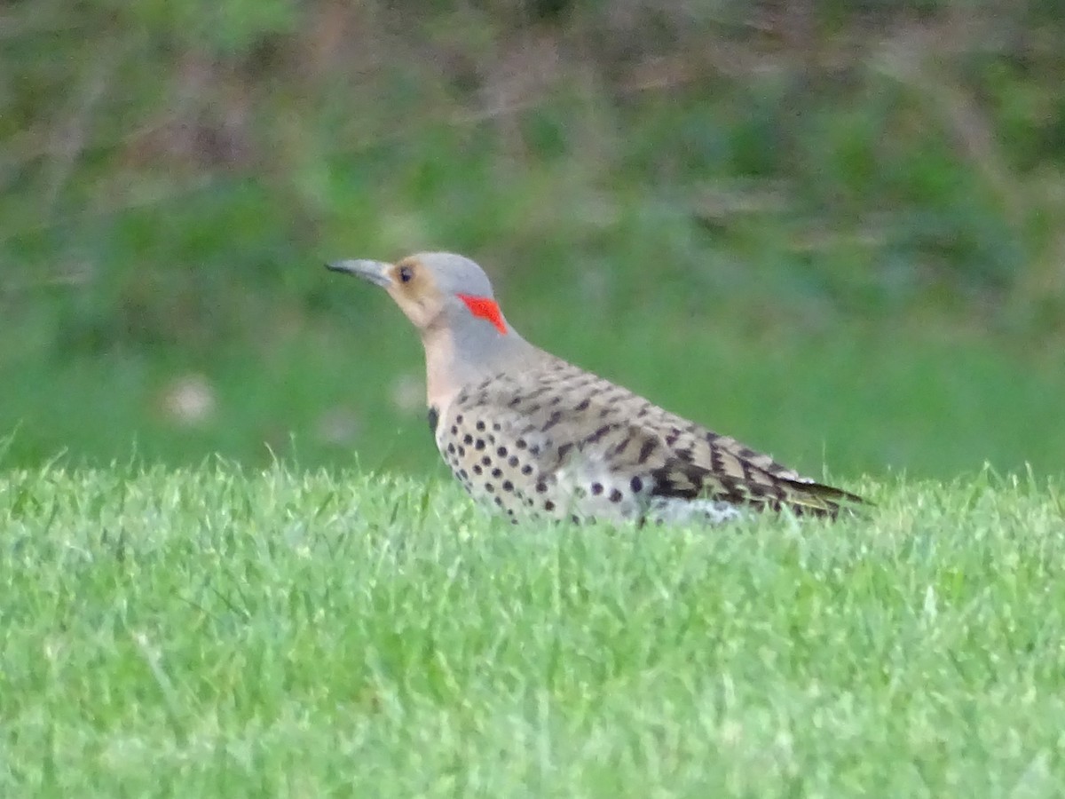 Northern Flicker (Yellow-shafted) - ML618496367