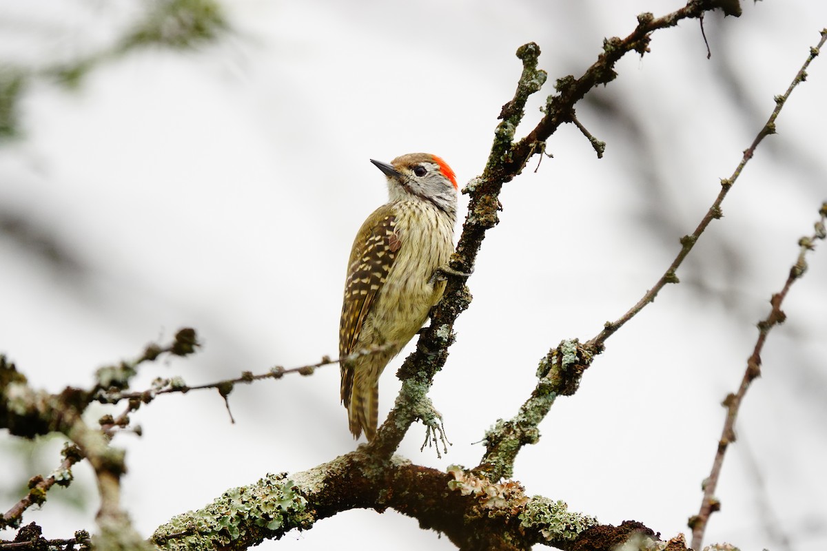 Cardinal Woodpecker - ML618496383