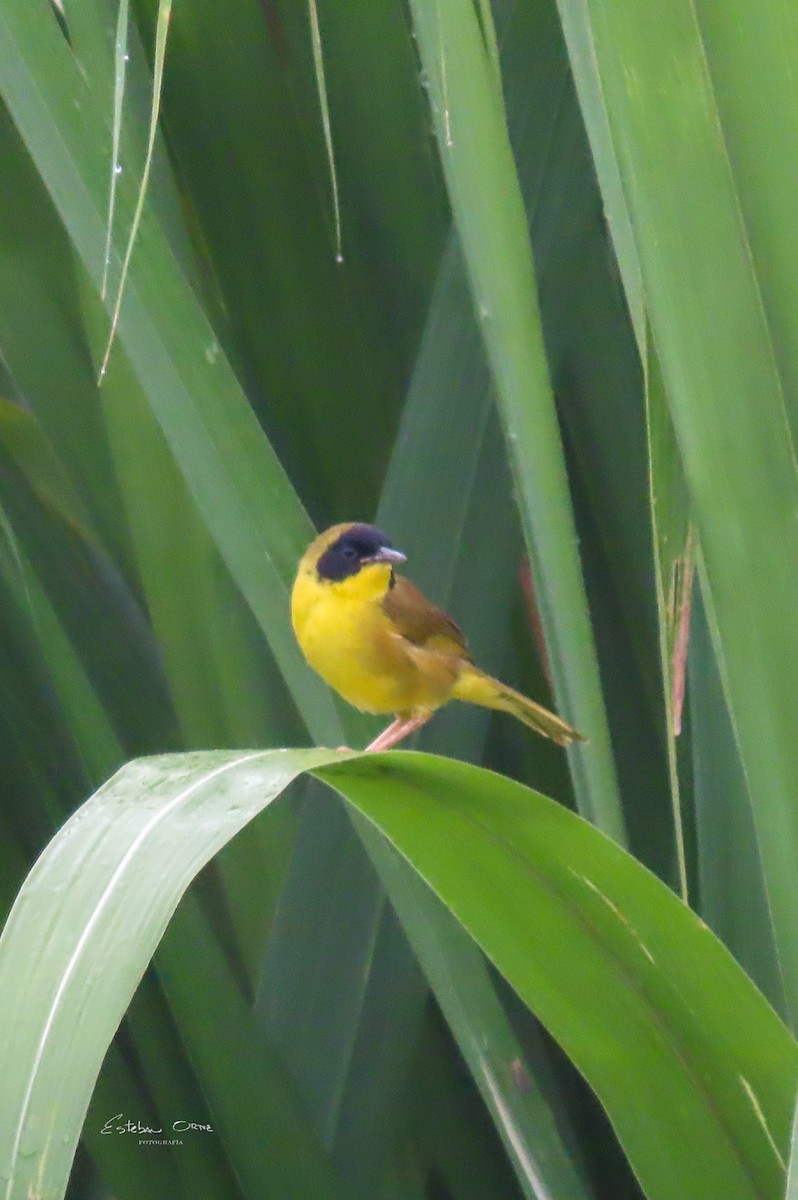 Olive-crowned Yellowthroat - ML618496385