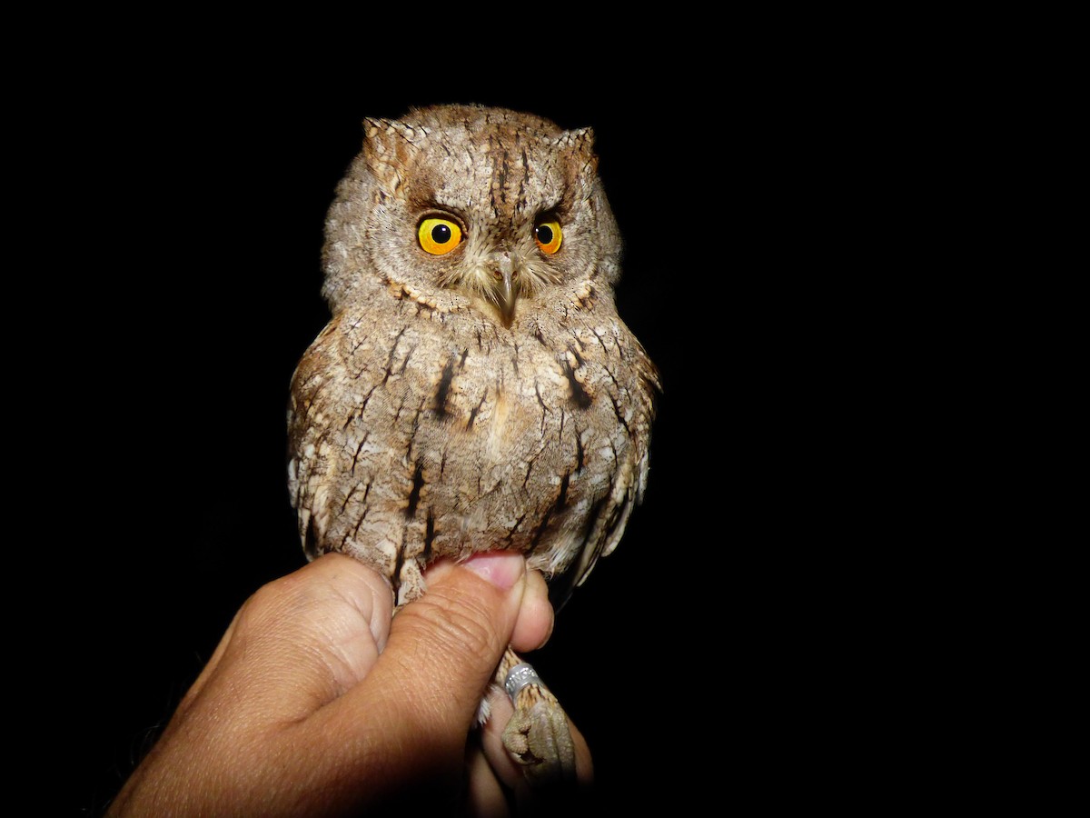 Eurasian Scops-Owl - Michal Kavka