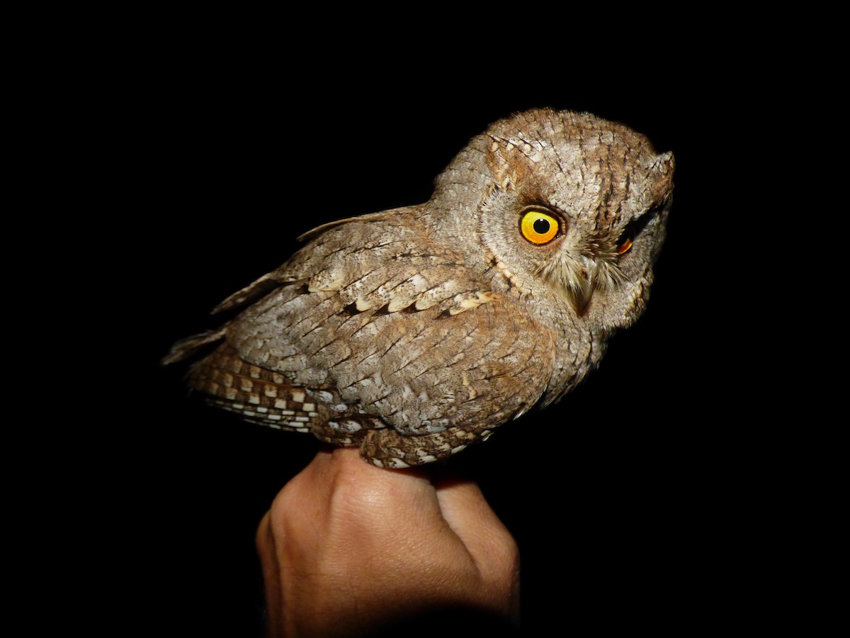 Eurasian Scops-Owl - ML618496420