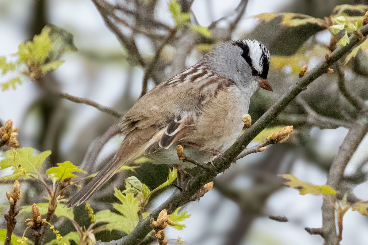 White-crowned Sparrow - ML618496433