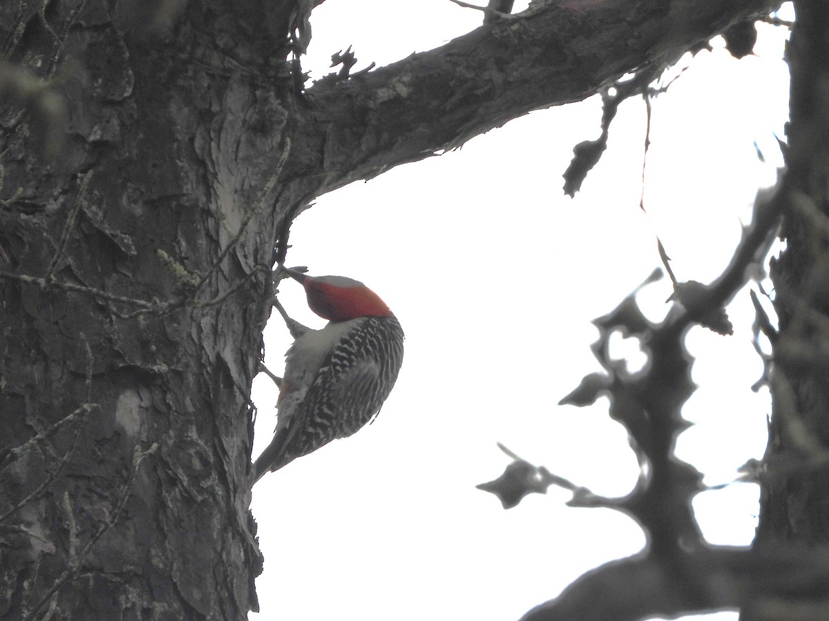 Red-bellied Woodpecker - ML618496436