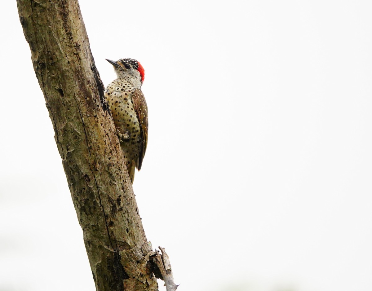 Green-backed Woodpecker (Spot-backed) - Emily Denker