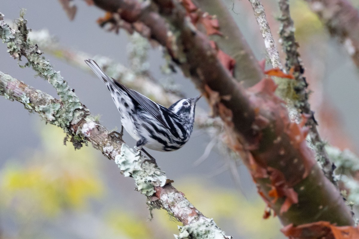 Black-and-white Warbler - ML618496453