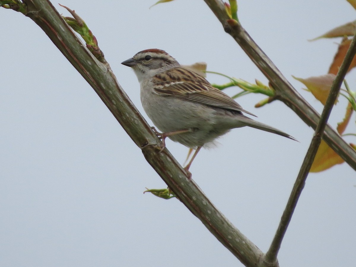 Chipping Sparrow - suzanne pudelek