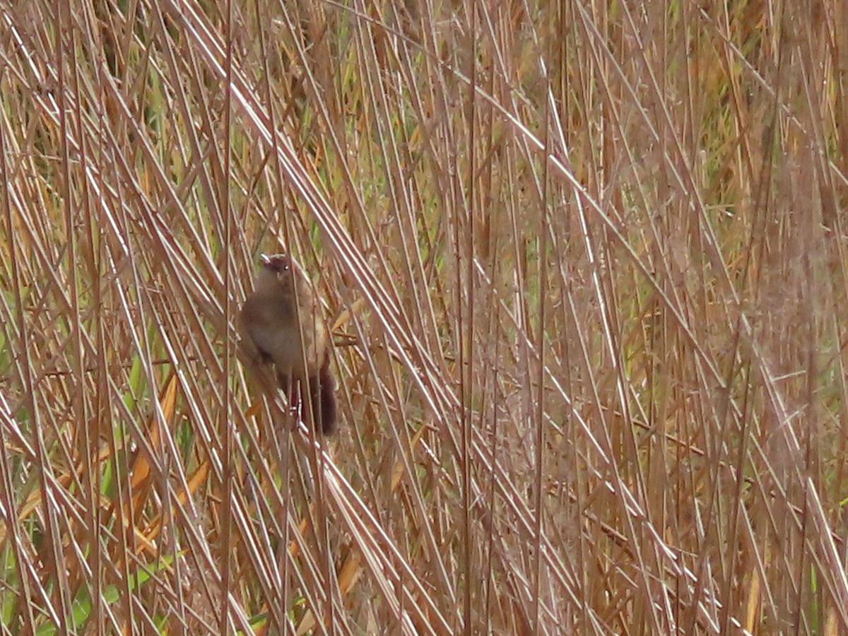 Broad-tailed Grassbird - ML618496518
