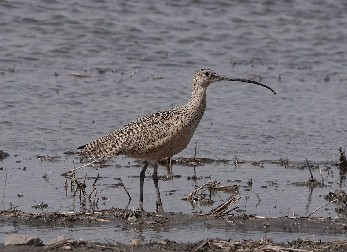 Long-billed Curlew - ML618496549