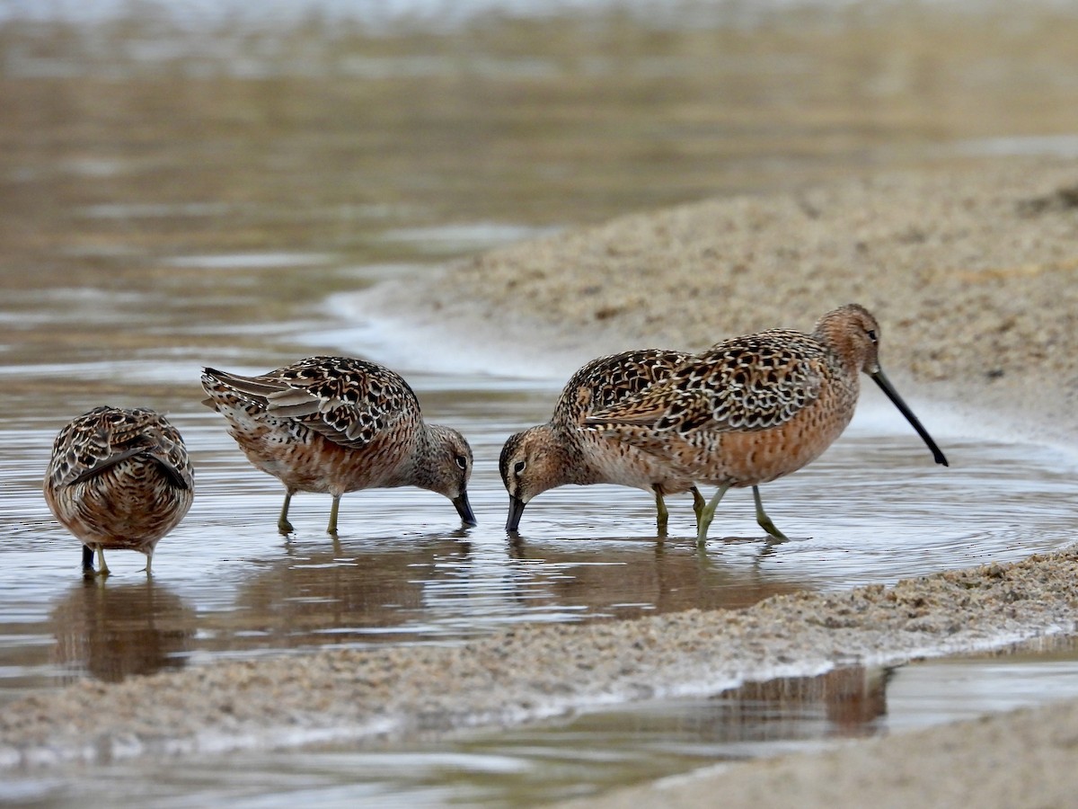 Long-billed Dowitcher - ML618496564