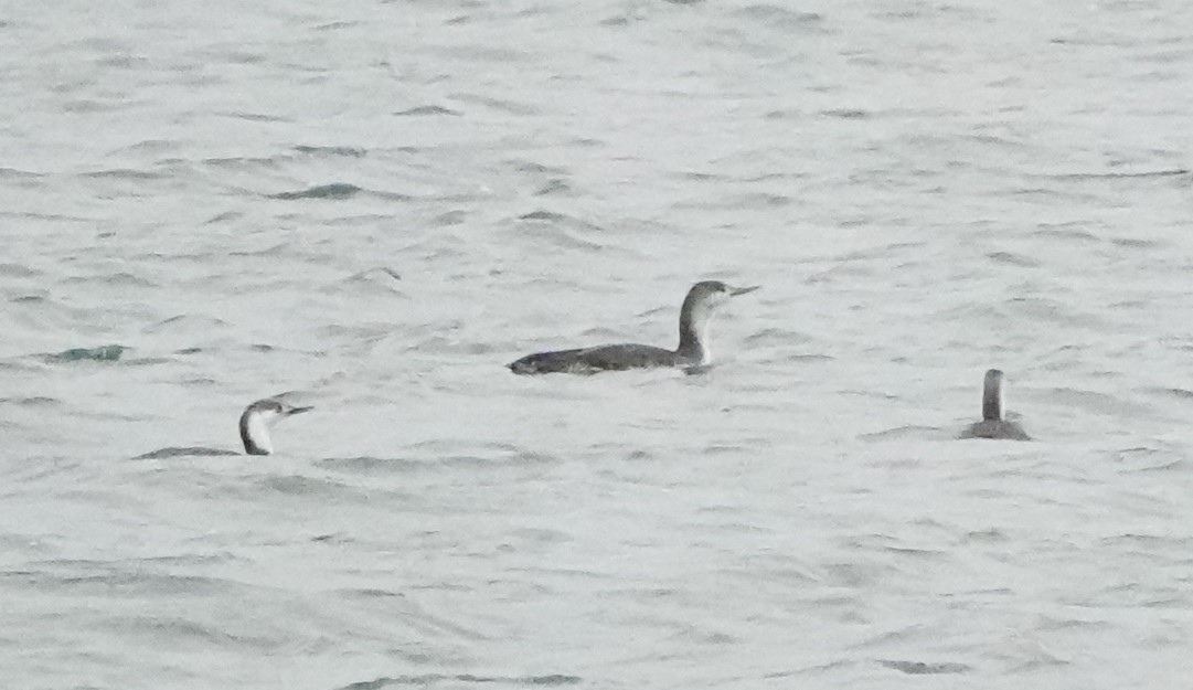 Red-throated Loon - ML618496640