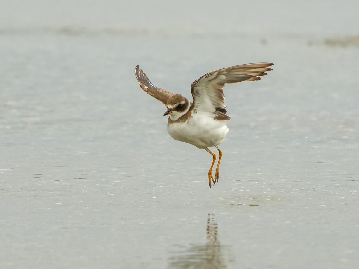Semipalmated Plover - ML618496664