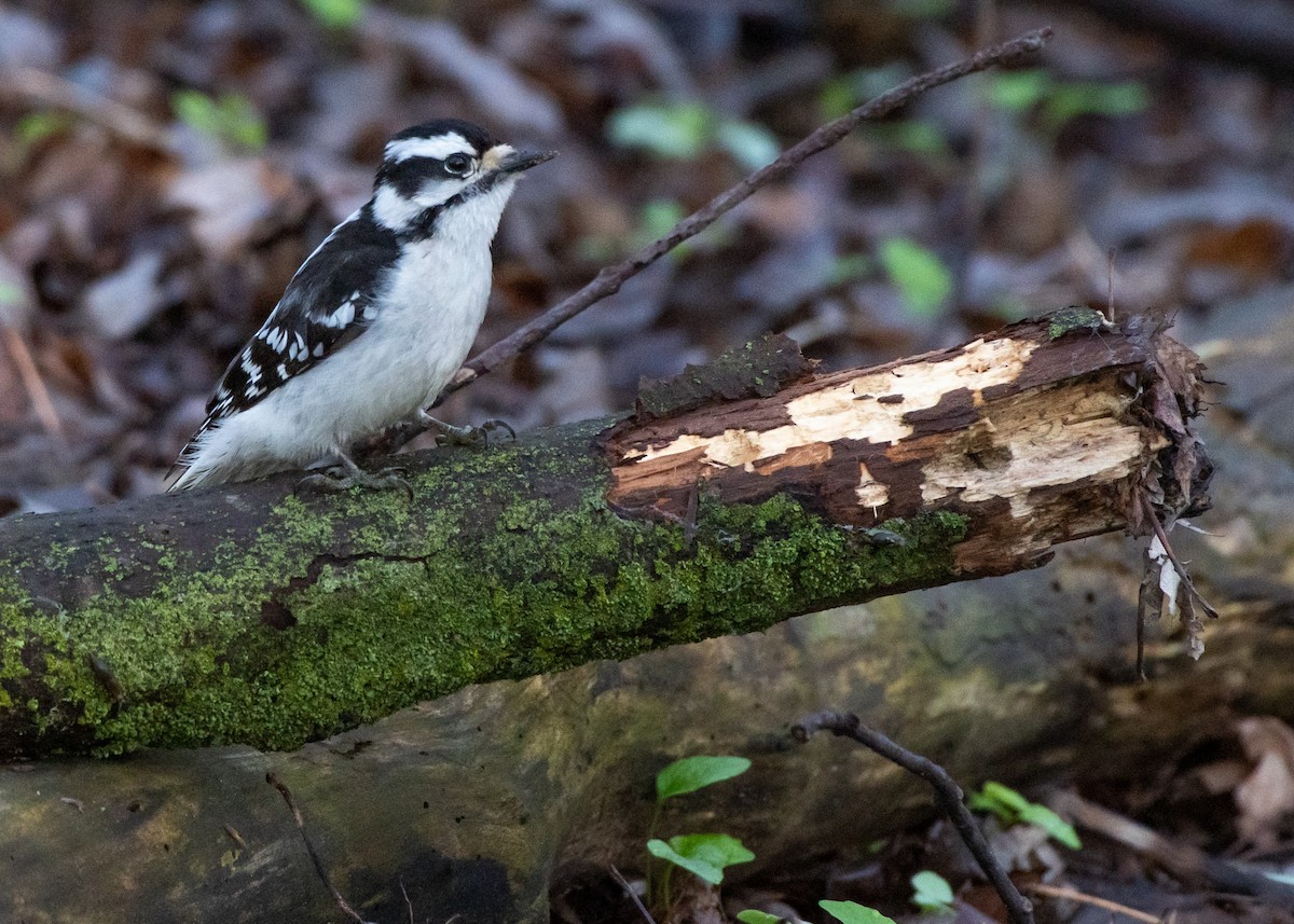 Downy Woodpecker (Eastern) - ML618496671