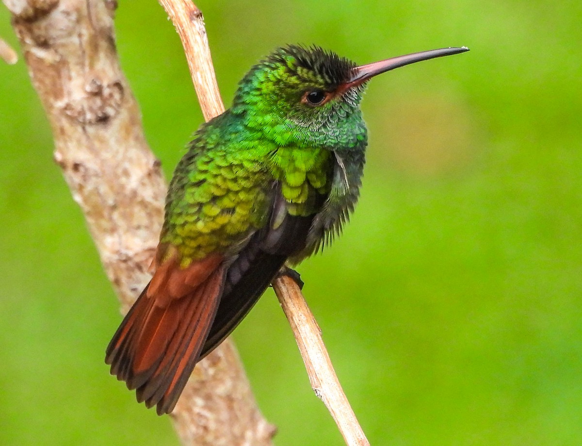 Rufous-tailed Hummingbird - ML618496675