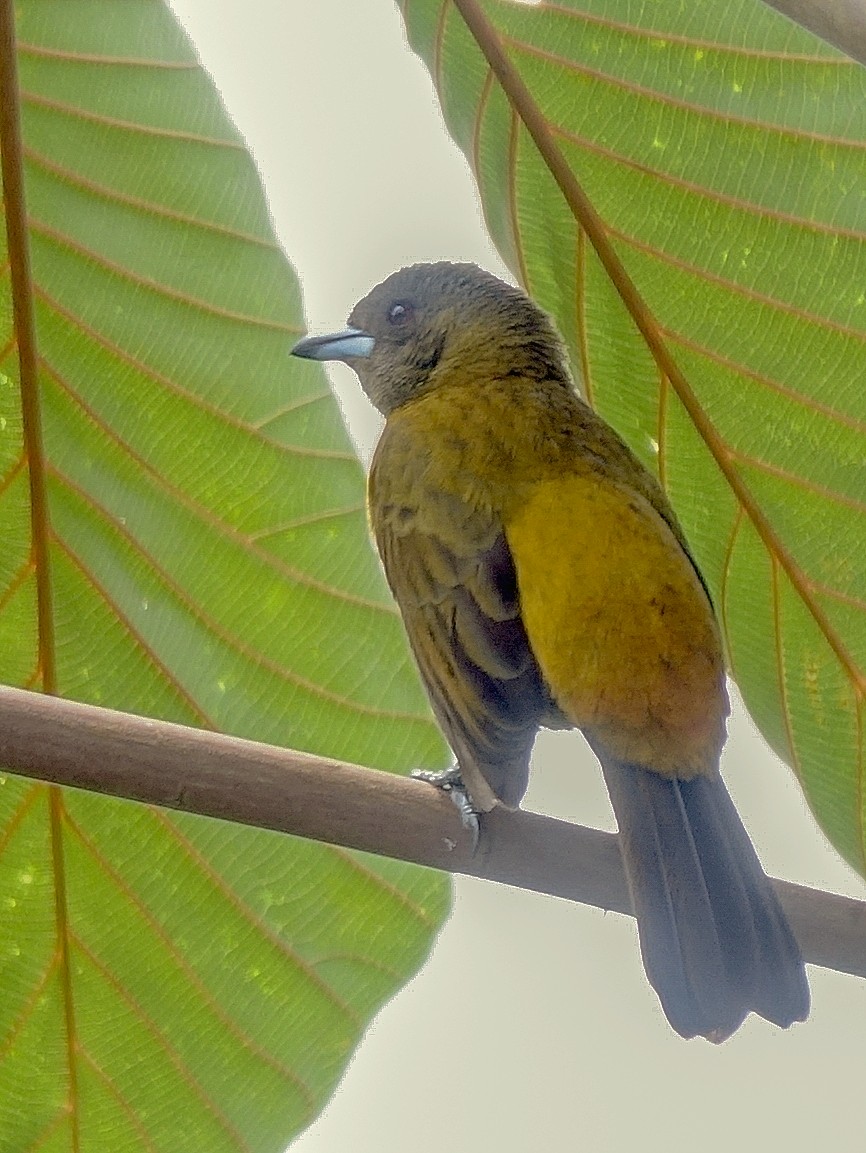 Scarlet-rumped Tanager - ML618496691