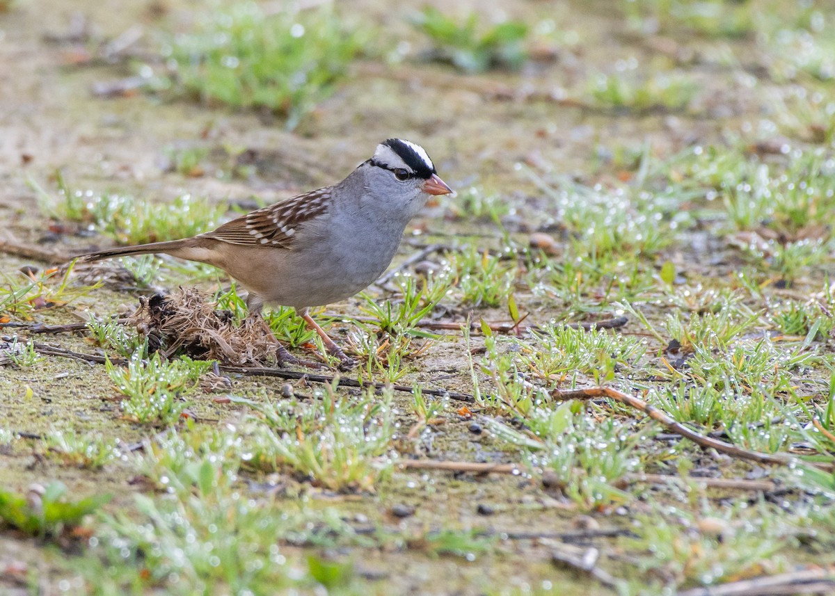 White-crowned Sparrow - Jake Nafziger