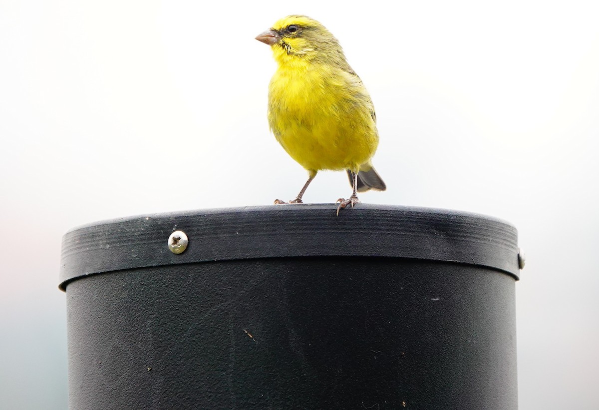 Yellow-fronted Canary - ML618496720