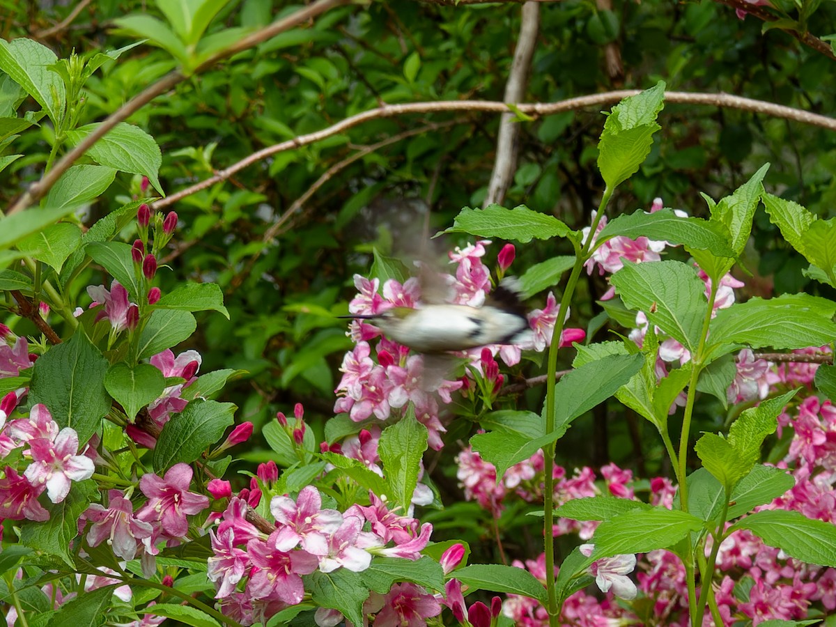 Ruby-throated Hummingbird - Ankur Dave
