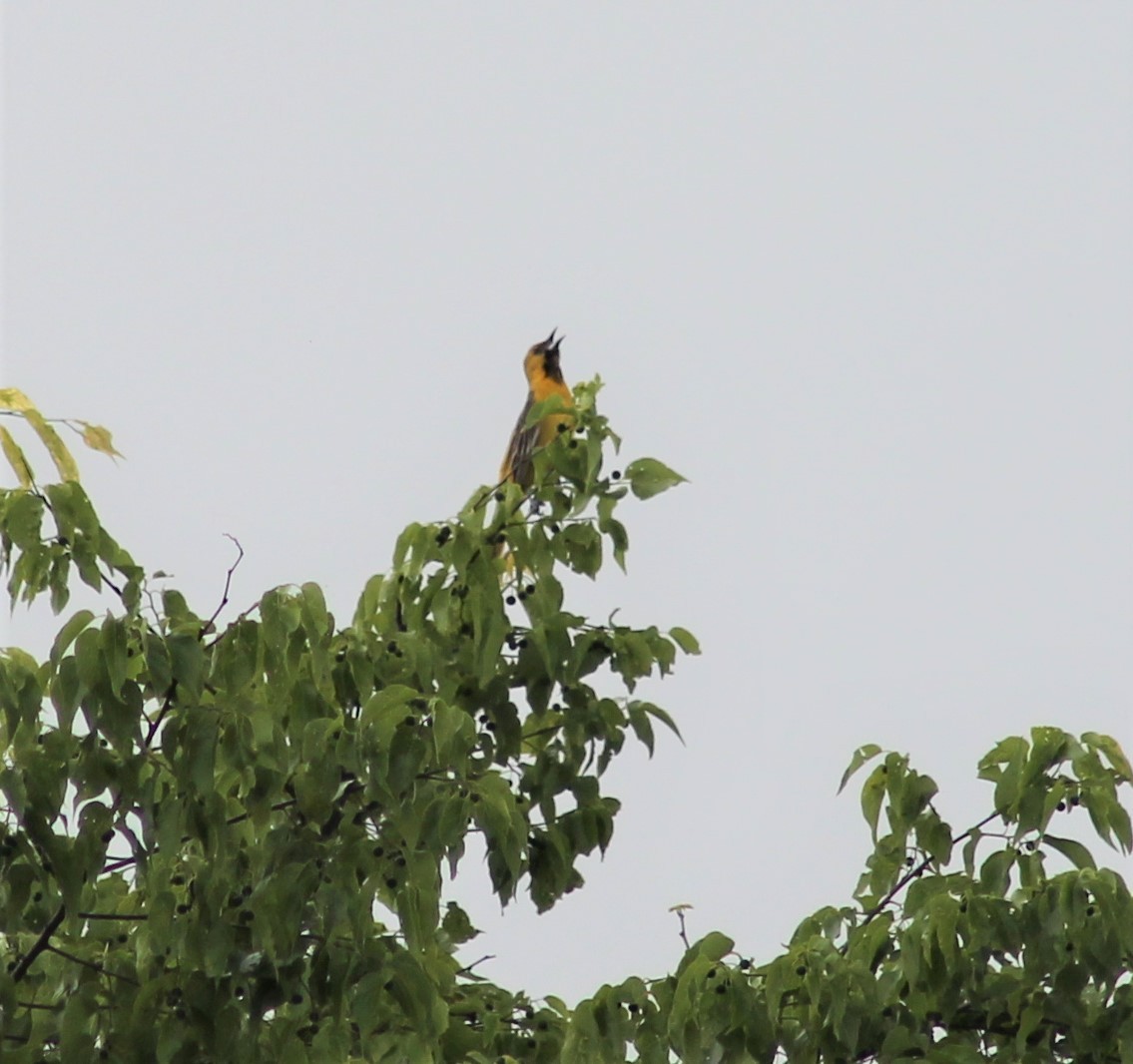 Orchard Oriole - ML618496756