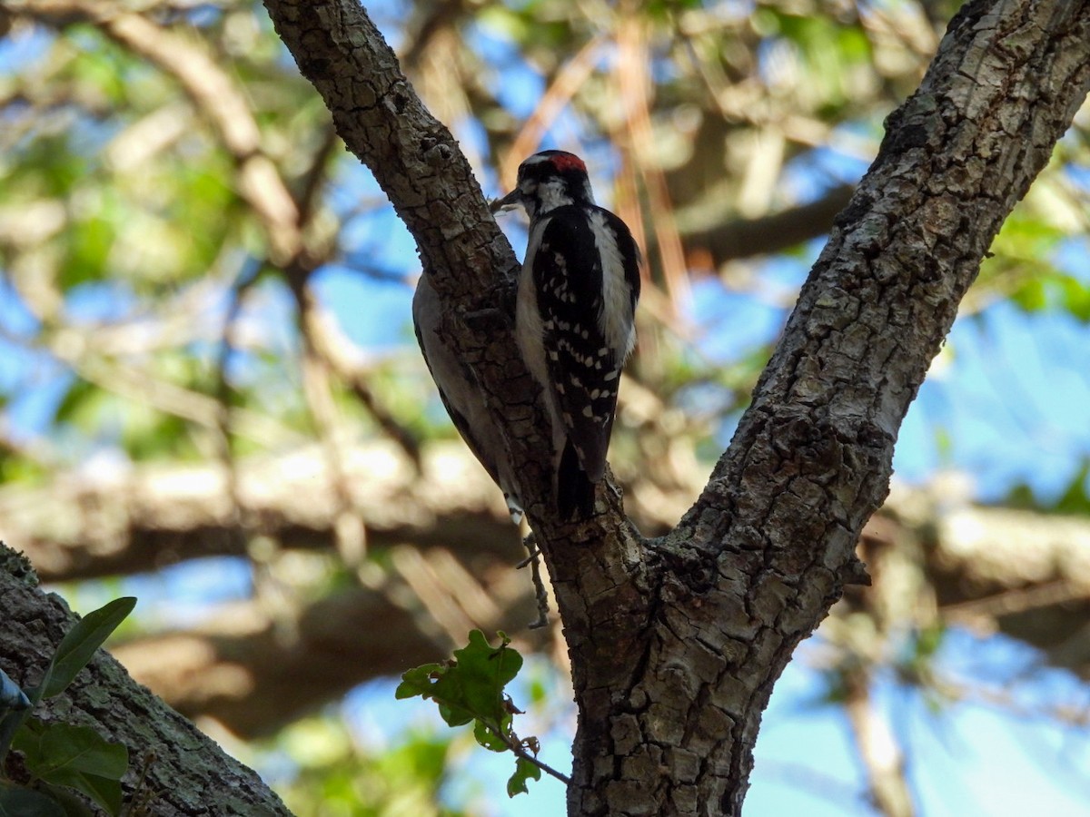 Downy Woodpecker - ML618496765
