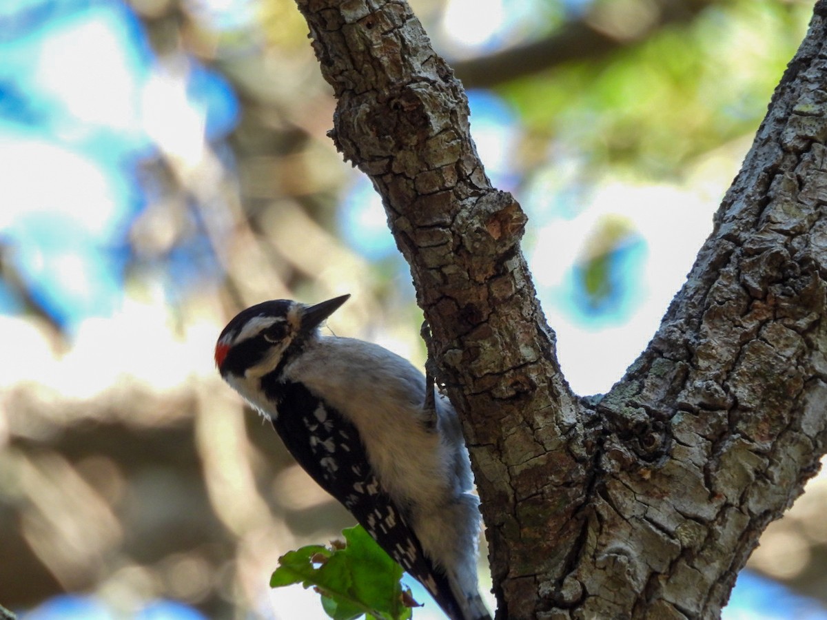 Downy Woodpecker - ML618496768