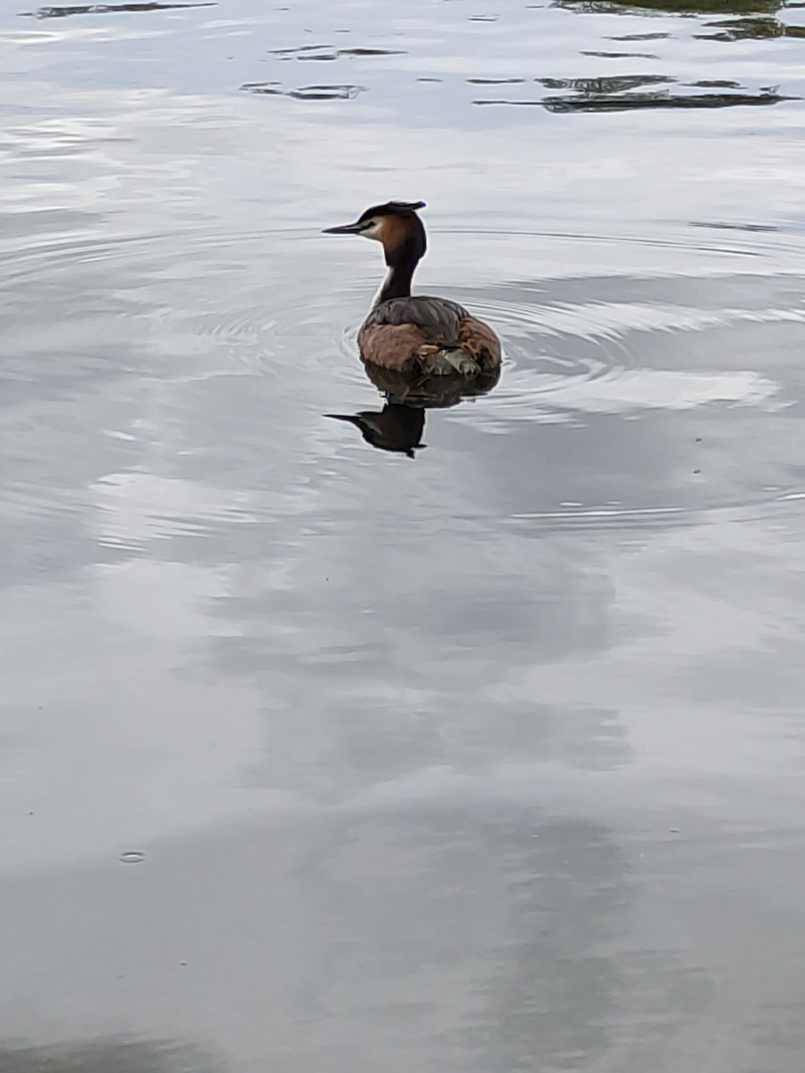 Great Crested Grebe - ML618496805
