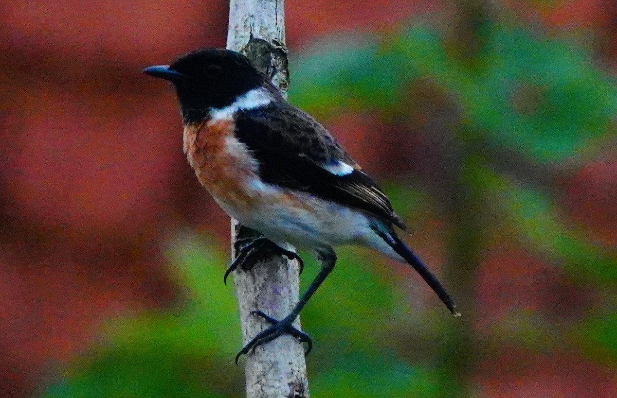 African Stonechat - ML618496822