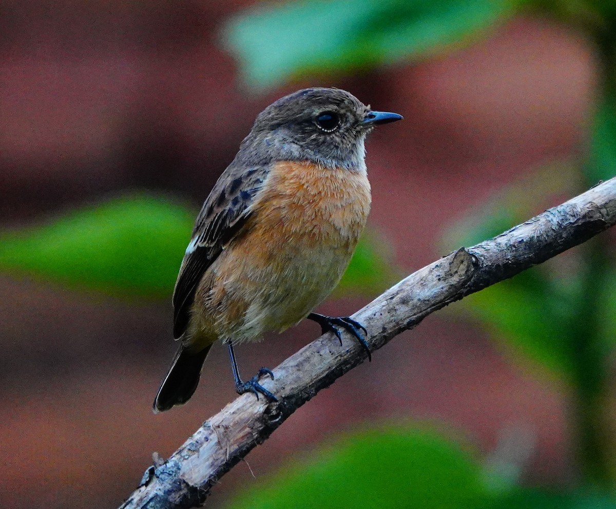 African Stonechat - ML618496824