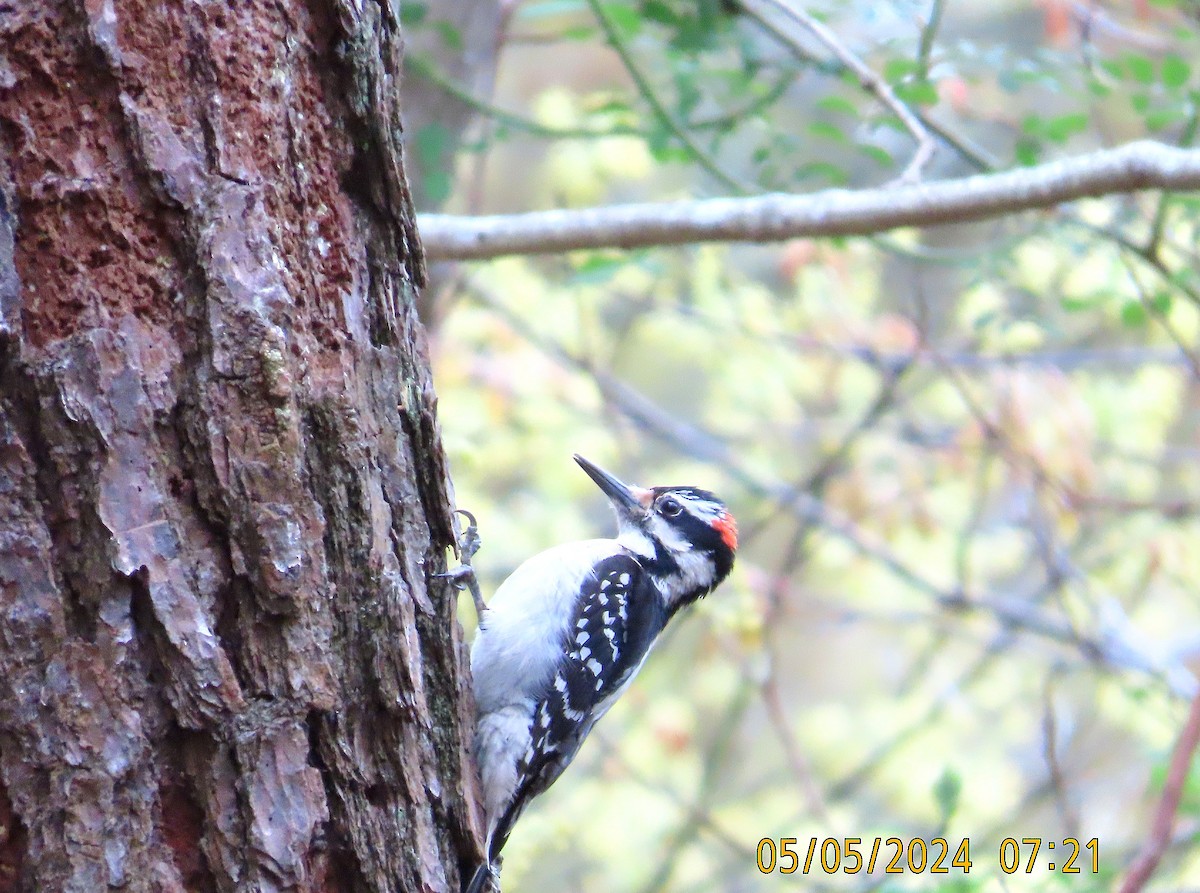 Hairy Woodpecker - kathy hart