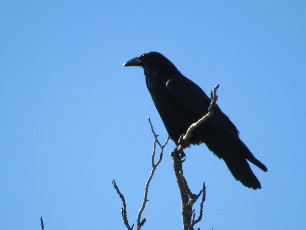 Common Raven - ML618496857