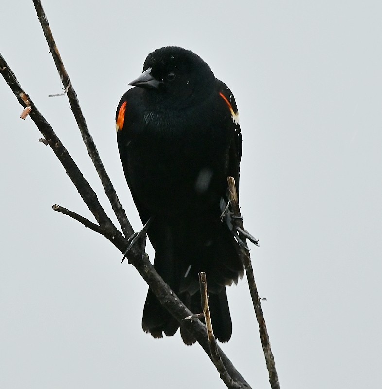 Red-winged Blackbird - ML618496917