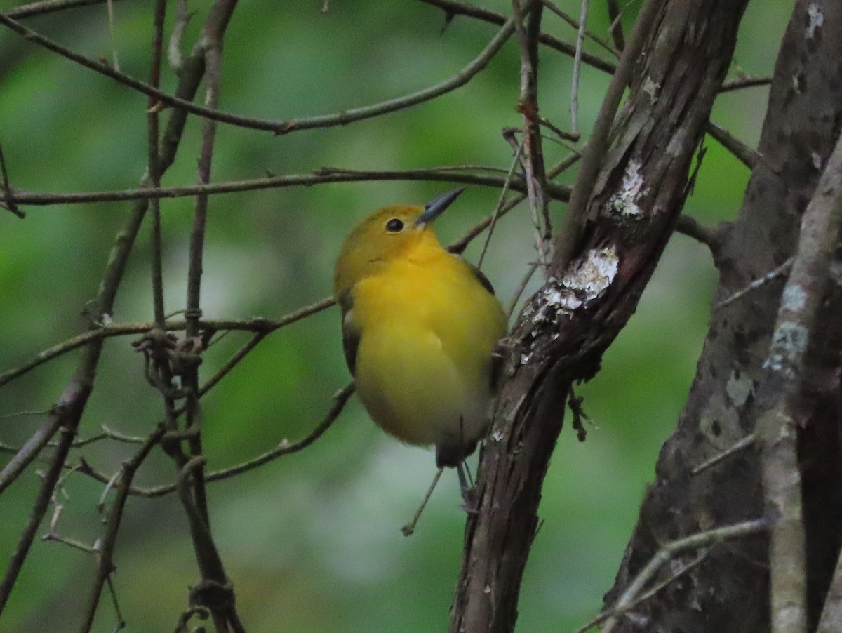 Prothonotary Warbler - ML618496919