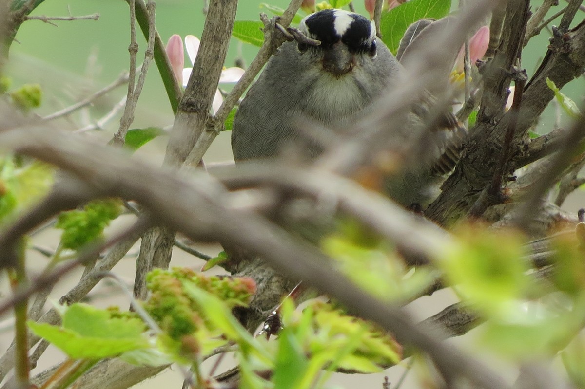 White-crowned Sparrow - ML618496944