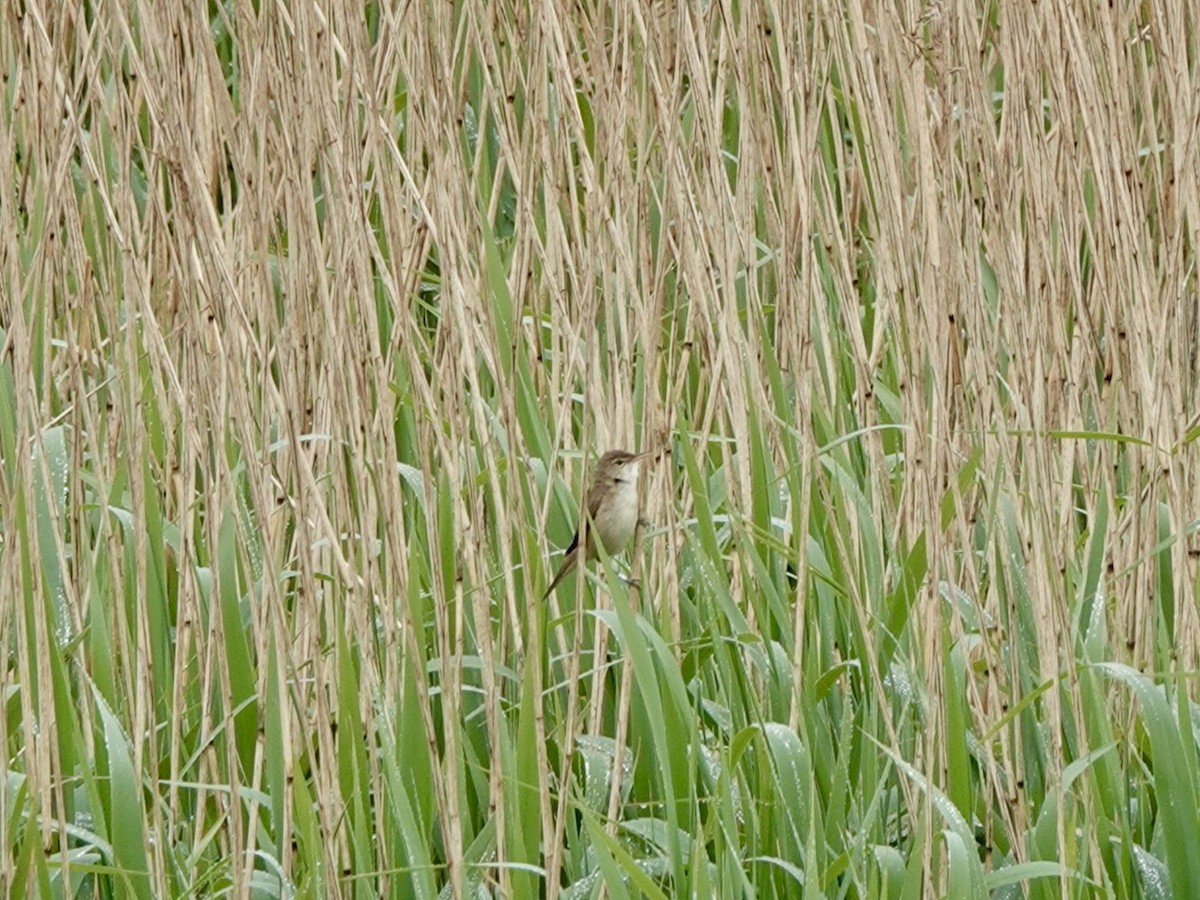 Common Reed Warbler - ML618496958