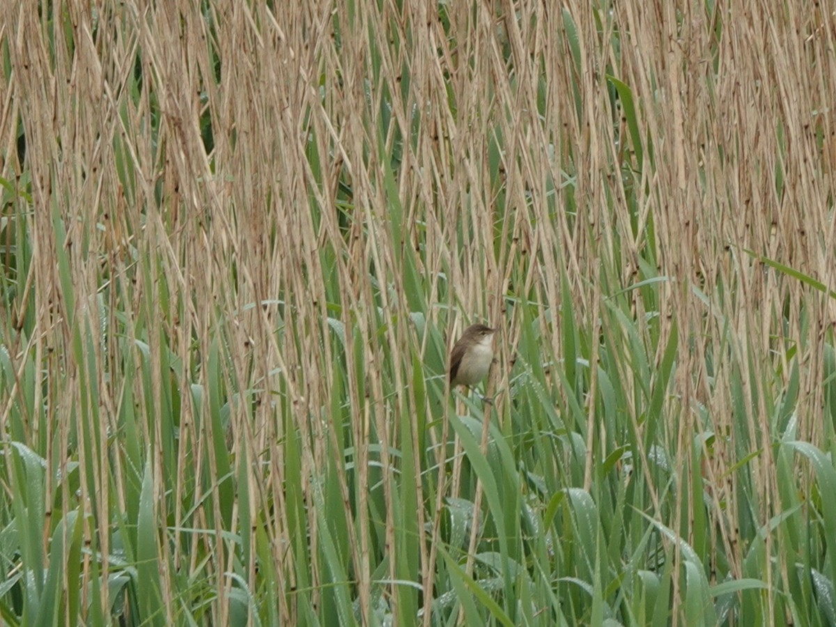 Common Reed Warbler - ML618496959
