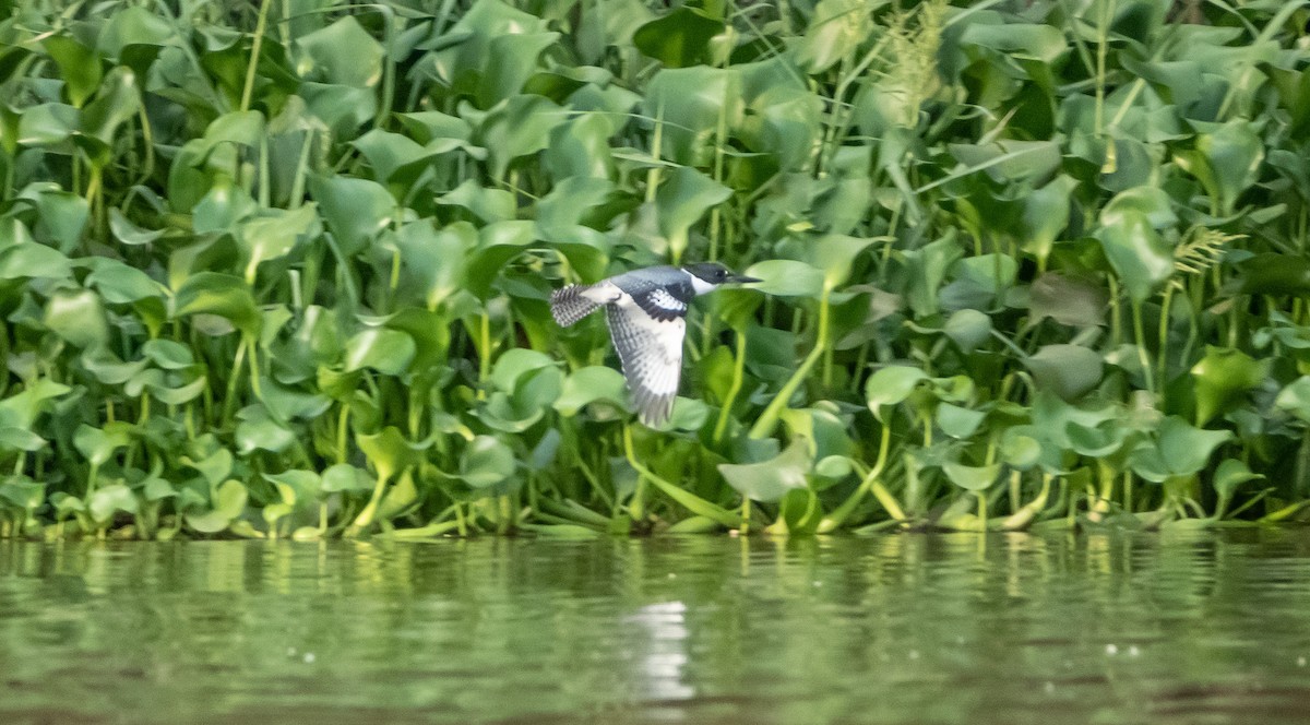 Belted Kingfisher - Laura Voight