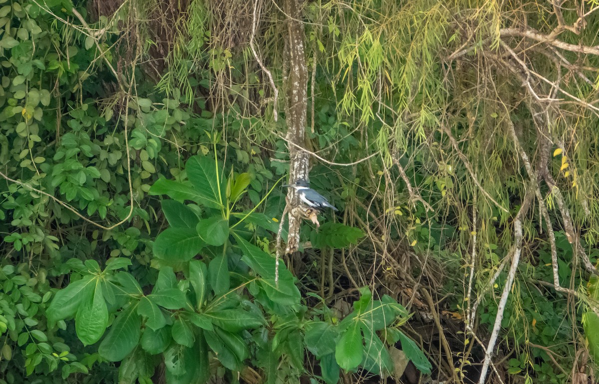 Belted Kingfisher - ML618497015