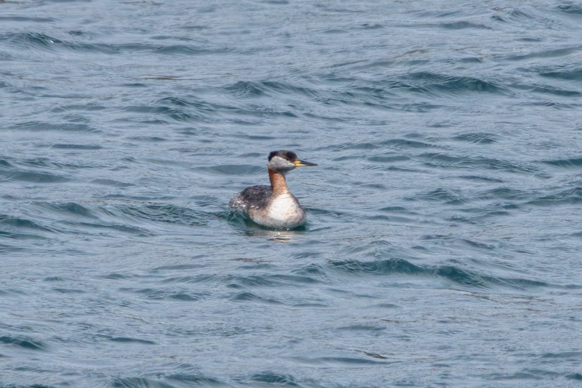 Red-necked Grebe - ML618497019