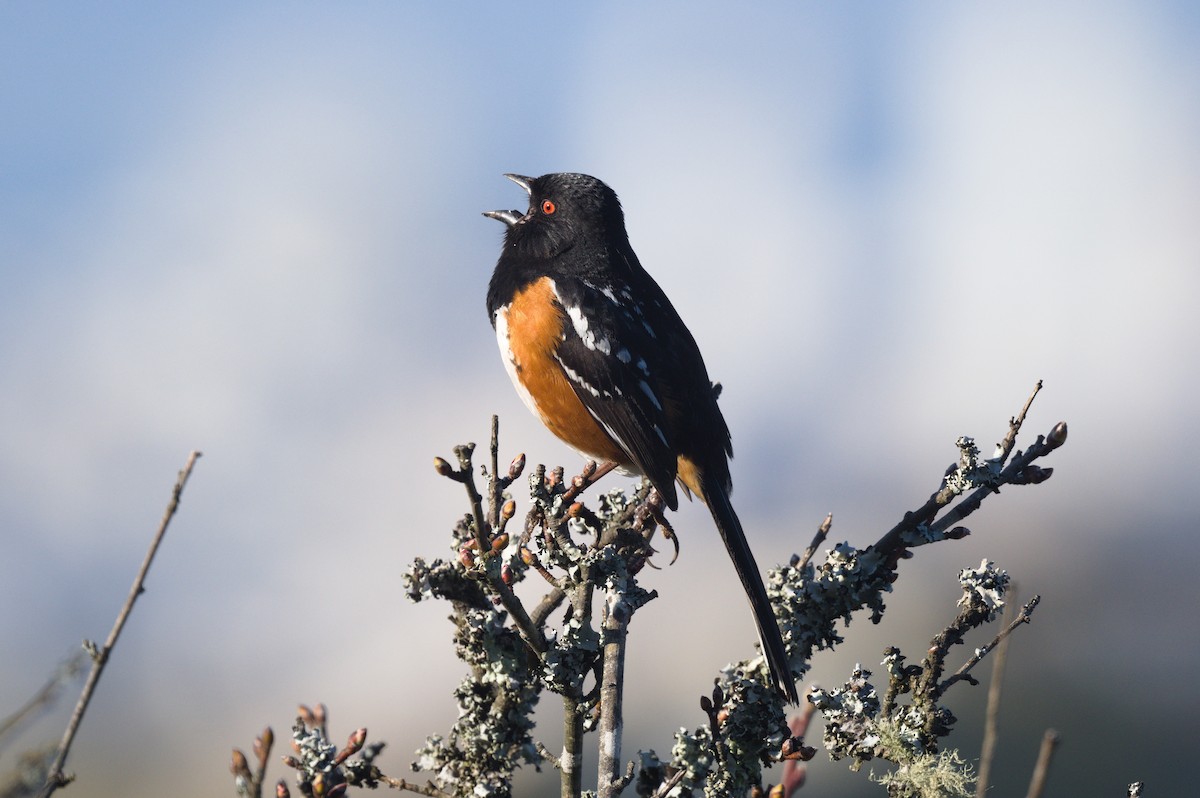Spotted Towhee - ML618497025
