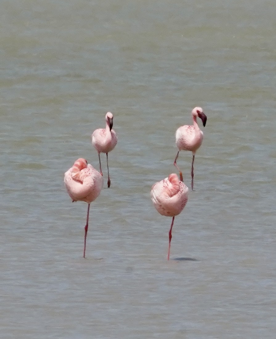 Lesser Flamingo - ML618497031