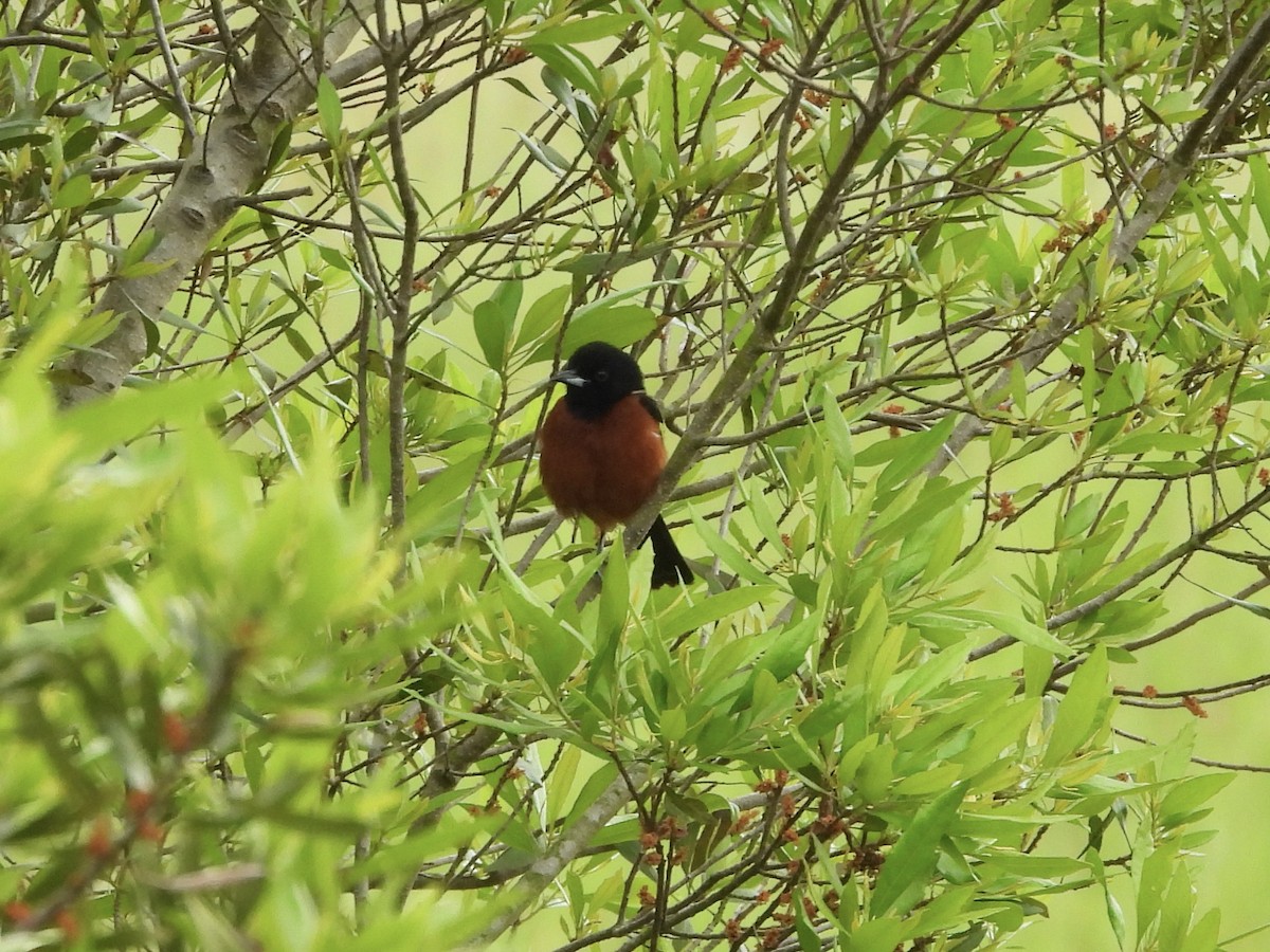 Orchard Oriole - ML618497037