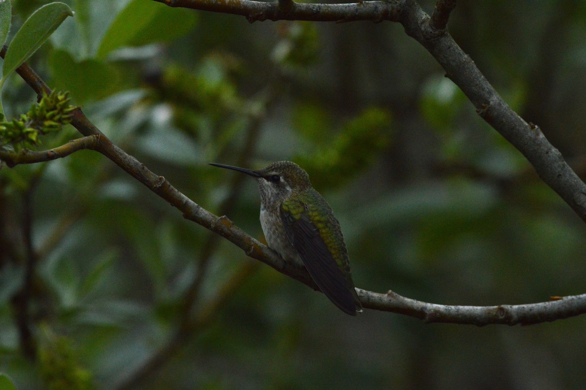 Anna's Hummingbird - ML618497039