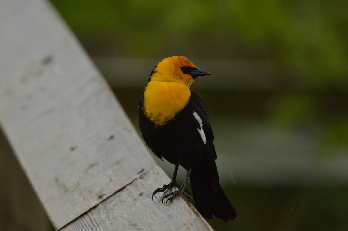 Yellow-headed Blackbird - ML618497075