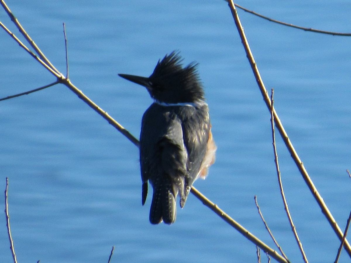 Belted Kingfisher - ML618497087