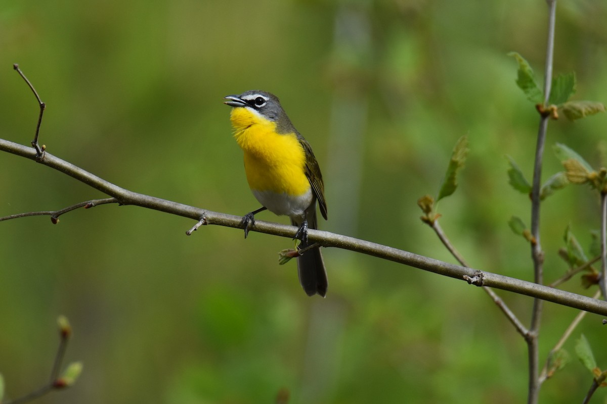 Yellow-breasted Chat - ML618497097